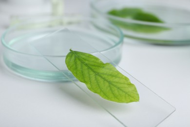 Photo of Petri dish and glass slide with leaf on white table, closeup