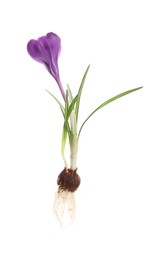 Crocus plant with purple flower isolated on white