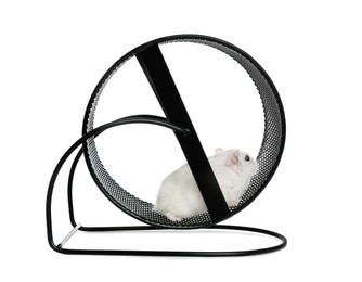 Photo of Cute funny hamster running in black wheel on white background
