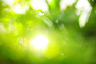 Abstract nature green background with sun rays, bokeh effect