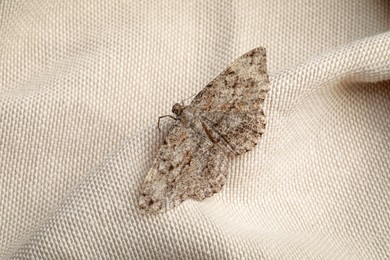 Single Alcis repandata moth on beige cloth, above view