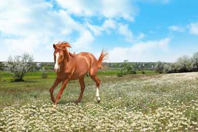 Beautiful horse running in chamomile field on sunny day