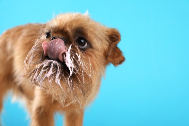 Studio portrait of funny Brussels Griffon dog with cream on muzzle against color background. Space for text