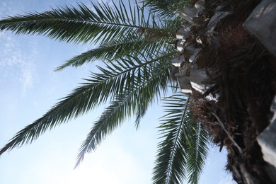 Beautiful palm tree with green leaves against blue sky, bottom view