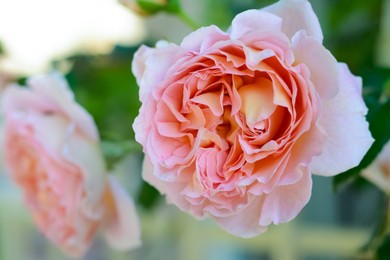 Beautiful blooming rose bush outdoors, closeup view