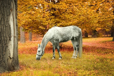 Horse with bridle in park on autumn day