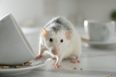 Rat near dirty dishes on table indoors, closeup. Pest control