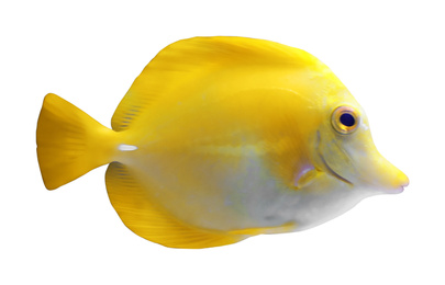 Beautiful bright tropical fish on white background