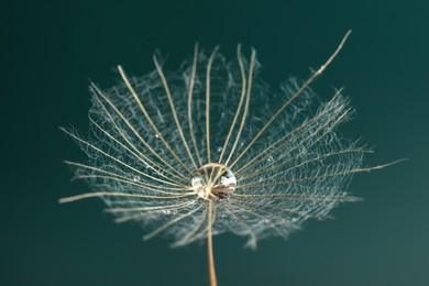 Seed of dandelion flower with water drops on dark green background, closeup