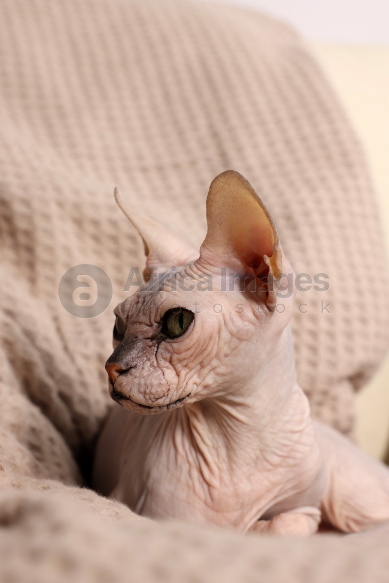 Photo of Beautiful Sphynx cat relaxing on sofa at home. Lovely pet