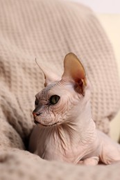 Beautiful Sphynx cat relaxing on sofa at home. Lovely pet