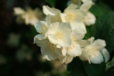 Photo of Beautiful blooming white jasmine shrub outdoors, closeup