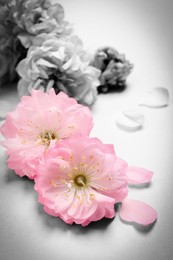 Beautiful sakura tree blossoms on light background, closeup. Black and white tone with selective color effect