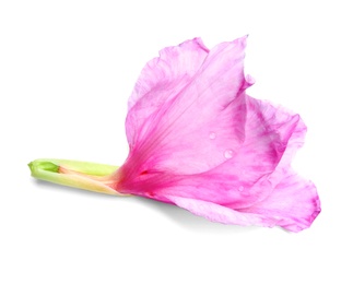 Beautiful gladiolus flower on white background