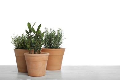 Pots with thyme, bay and rosemary on table against white background