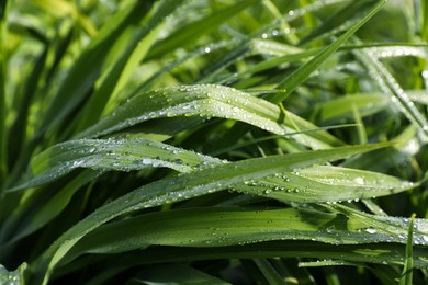 Green grass with water drops as background, closeup