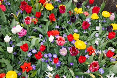 Many different colorful flowers growing outdoors, above view. Spring season