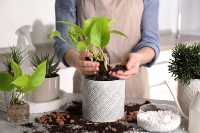 Woman transplanting Scindapsus into pot at table indoors, closeup. House plant care