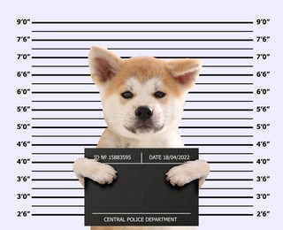 Image of Arrested Akita Inu puppy with mugshot board against height chart. Fun photo of criminal
