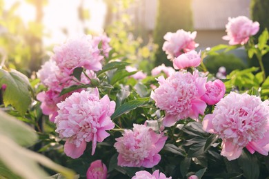 Blooming peony plant with beautiful pink flowers outdoors on sunny day