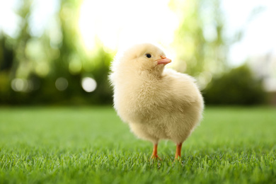 Cute fluffy baby chicken on green grass outdoors