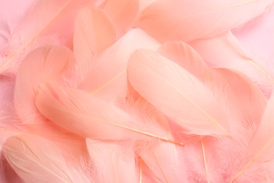 Many beautiful pink feathers as background, closeup