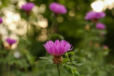 Beautiful blooming purple cornflower growing outdoors, closeup. Space for text