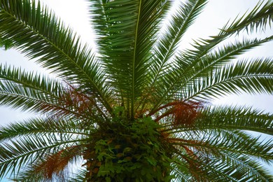 Photo of Beautiful tropical leaves of palm tree against clear sky