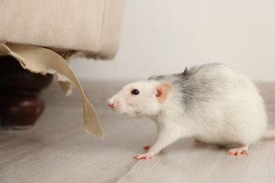 Rat near damaged furniture indoors. Pest control