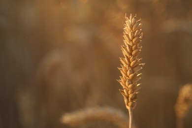 Photo of Ear of wheat in agricultural field on sunny day, closeup. Space for text