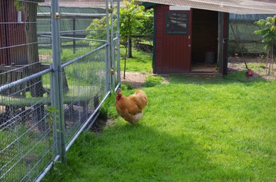 Photo of Beautiful brown hen near fence in farmyard