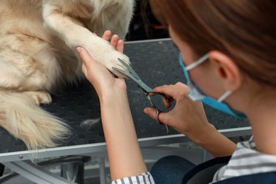 Professional groomer cutting fur of cute dog with scissors in pet beauty salon, closeup