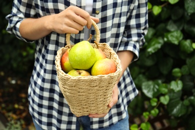 Photo of Woman holding basket of fresh ripe pears outdoors, closeup