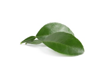Green leaves of bergamot plant on white background