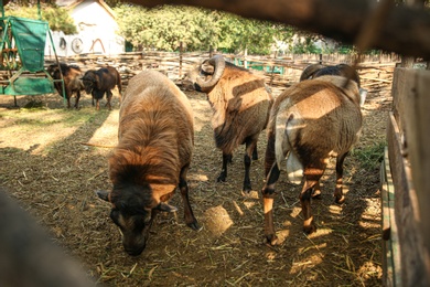 Photo of Beautiful brown sheep in yard. Farm animals
