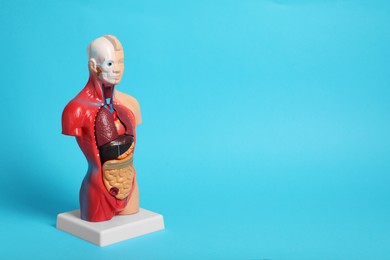 Human anatomy mannequin showing internal organs on light blue background. Space for text