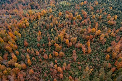 Aerial view of beautiful forest on autumn day