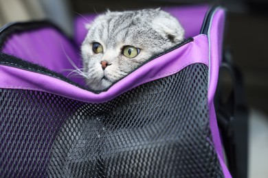 Cute Scottish fold cat inside pet carrier in car