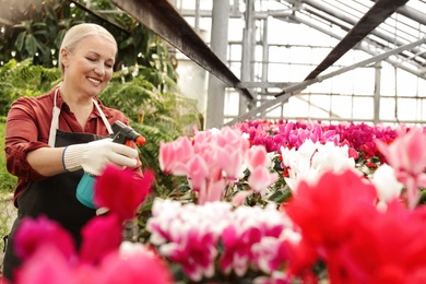 Mature woman taking care of  blooming flowers in greenhouse. Home gardening