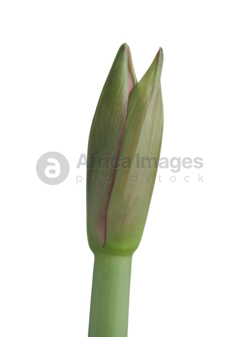 Photo of Beautiful fresh amaryllis bud on white background