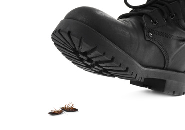 Person crushing cockroaches with feet on white background, closeup. Pest control