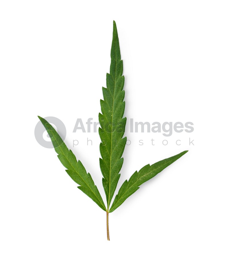 Fresh green hemp leaf on white background