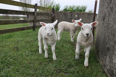 Photo of Cute lambs near wooden fence on green field