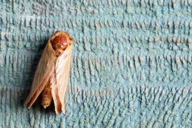 Brown common clothing moth on light textured background, top view. Space for text