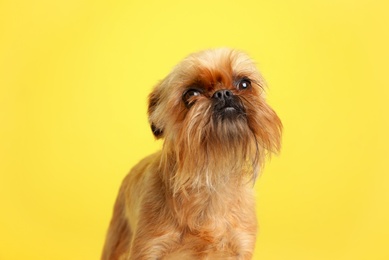 Studio portrait of funny Brussels Griffon dog on color background
