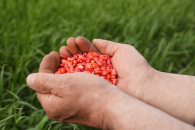 Photo of Farmer holding pile of corn seeds outdoors, closeup