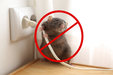 Rat with prohibition sign near power socket indoors. Pest control