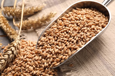 Photo of Scoop, wheat grains and spikelets on table, closeup