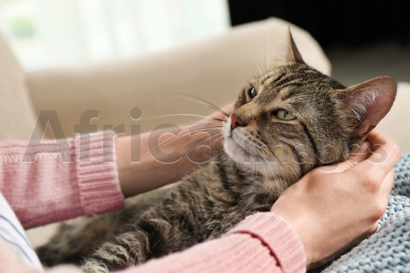 Photo of Cute tabby cat with owner on sofa, closeup. Friendly pet