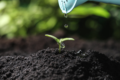 Watering young seedling in fertile soil, closeup